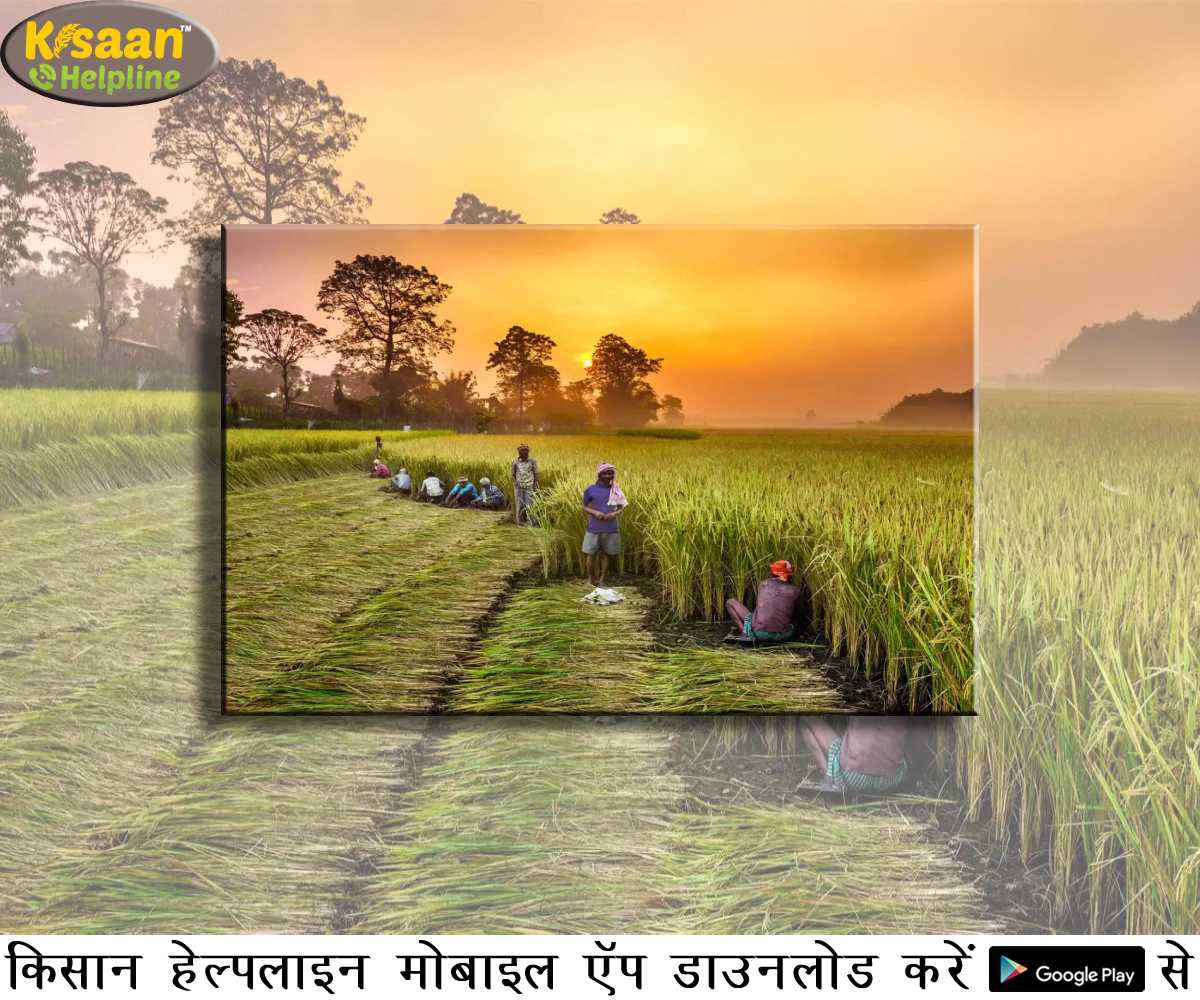 निर्यात को बढ़ावा देने के लिए रासायनिक मुक्त खेती, डिजिटल पारिस्थितिकी तंत्र में मदद करने के लिए एग्रीटेक: विशेषज्ञ निर्यात को बढ़ावा देने के लिए रासायनिक मुक्त खेती, डिजिटल पारिस्थितिकी तंत्र में मदद करने के लिए एग्रीटेक: विशेषज्ञ